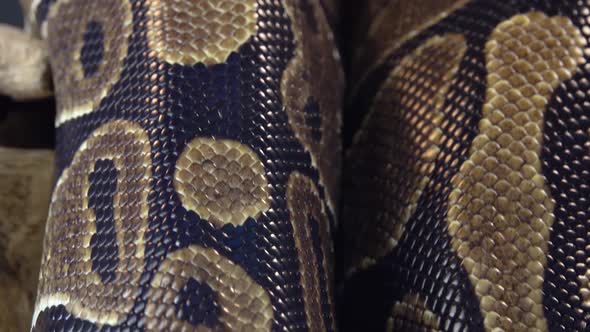 Royal Python or Python Regius on Wooden Snag. Close Up. Macro Shot