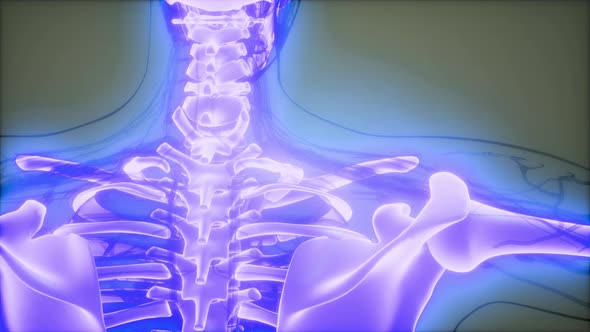 Transparent Human Body with Visible Bones alt