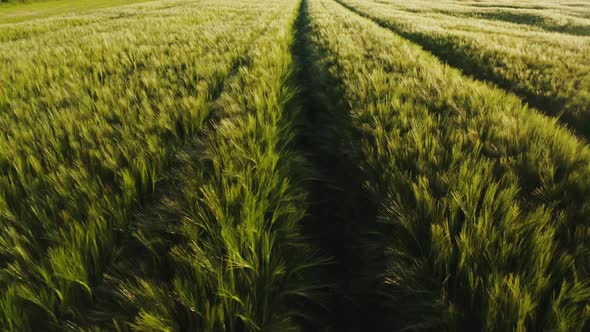 Top View of Dense Green Grass with Traces of a Passed Car