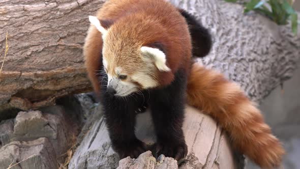 Red Panda walking across logs