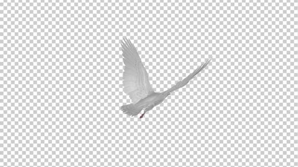 White Dove - Flying Loop - Back Angle alt