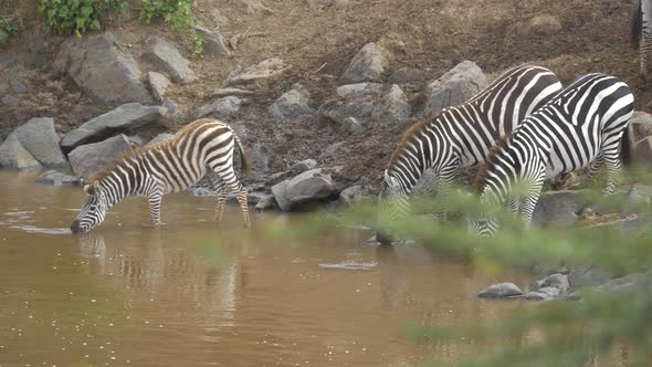 Zebras drinking water