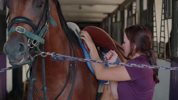 Woman Is Adjusting the Saddle Straps on Horse in Stable