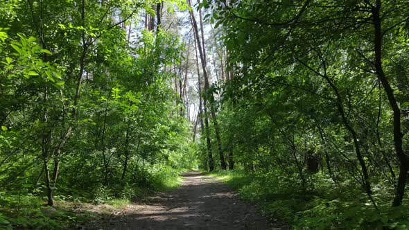 Beautiful Green Forest on a Summer Day Slow Motion