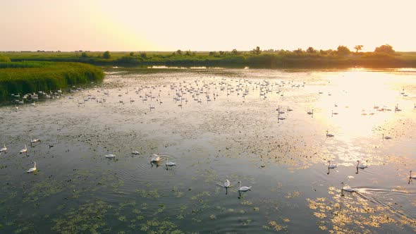 Swans in the Wild in a National Park in a Backpack at Sunrise