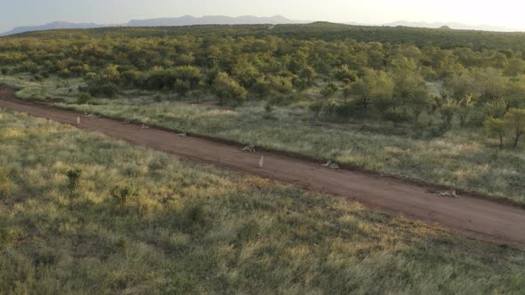 Aerial View of lions resting at sunset, Balule Nature Reserve, South Africa.