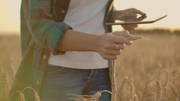 Closeup of a Woman at Sunset Touches the Wheat Germ and Makes the Data in the Tablet