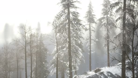 Misty Fog in Pine Forest on Mountain Slopes