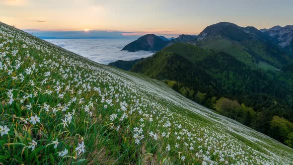 Sunrise in the mountains with the flowers