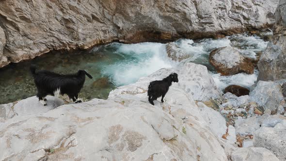 A Pair of Mountain Goats Standing on Stones By a Mountain River