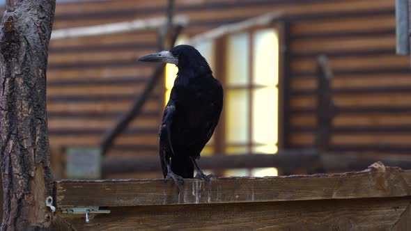 A, Rook, Is, Sitting, Fence, Petting, Zoo, Indoors.