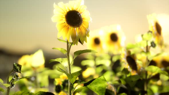 Sunflower Field on a Warm Summer Evening