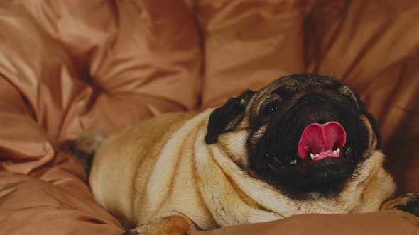 Close Up of Cute Pug Lying on Armchair and Breathing with Her Mouth Open