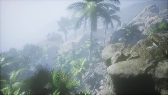 Sunset Beams Through Palm Trees alt