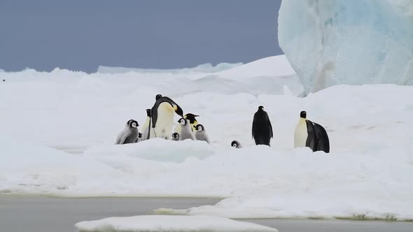 Emperor Penguins with Chicks Close Up in Antarctica