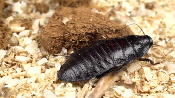 Madagascar Cockroach Creeps in the Sawdust. Close Up