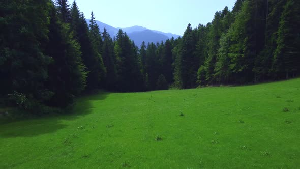 Fly over green mountain meadow and rising over forest with big mountains in background