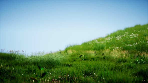 Field of Green Fresh Grass Under Blue Sky