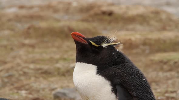 Rock Hopper Penguins Shot In The Falkland Islands