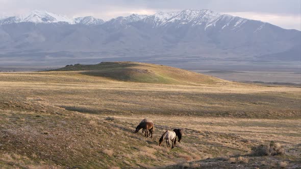 View of the Utah desert with wild horses and snow capped mountains.