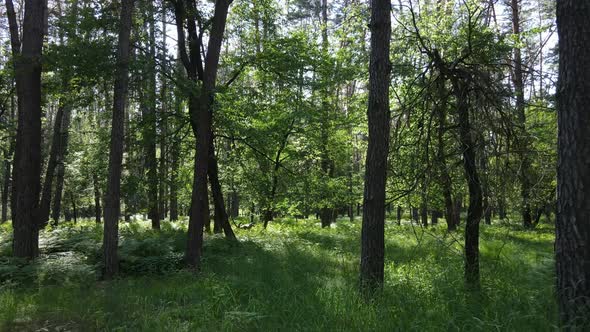 Trees in the Forest By Summer Day