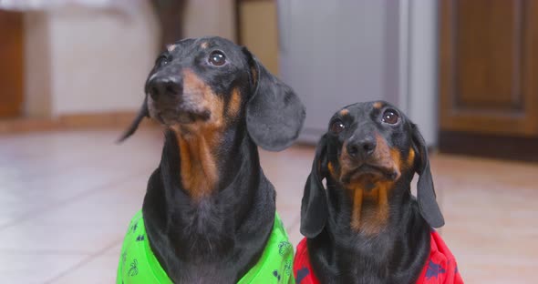 Active Adult Dachshund Dog in Green Tshirt Barks Impatiently and Runs Away While Funny Puppy in Red