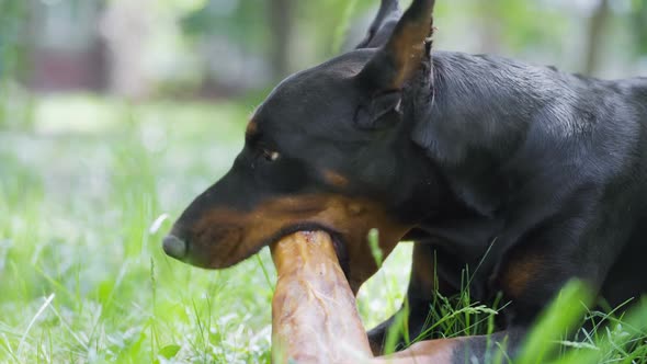 Close Up Face of a Dog Nibbles a Stick on a Grass in the Park