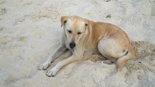 A dog rest near the white sand