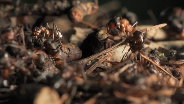 The Work and Life of Ants in an Anthill