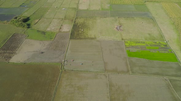 Landscape Rice Terrace Field Philippines Luzon