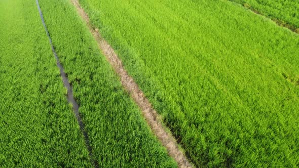 Paddy Field 