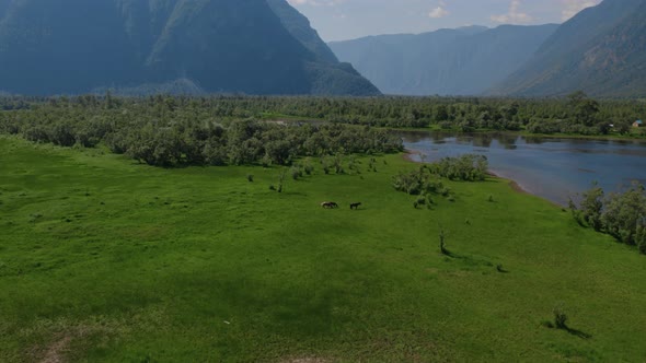 Valley with horses and lake Teletskoye between mountains with blue clear sky in Altai