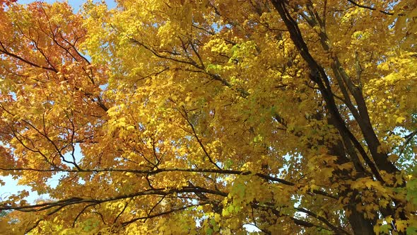 Autumn foliage in the wind