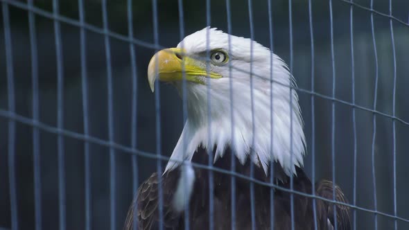 bald eagle caged and looking confused slow motion cocking its head 4k