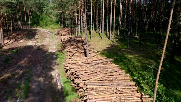 Felling a tree. Wooden logs from a pine forest. Forest of pine and spruce