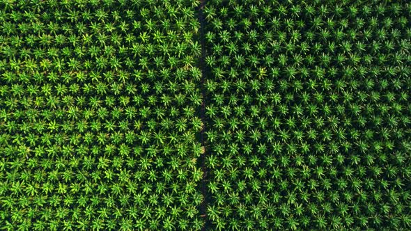 4K : Aerial view over the large palm oil plantation