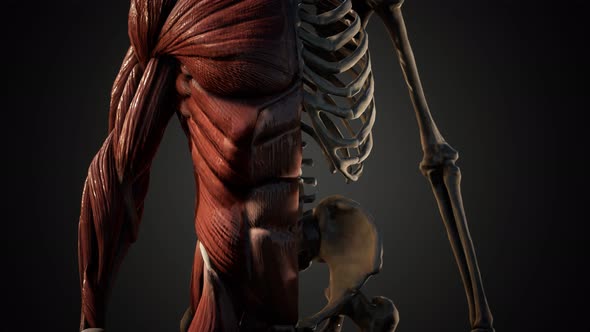 Muscular and Skeletal System of Human Body