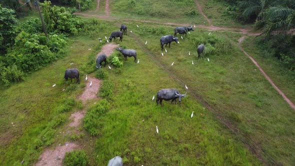 Aerial view white egret bird with buffaloes