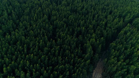 The Area of a Green Forest Where It Was Previously Deforested and Trees Grew