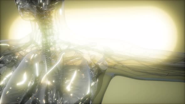 X-Ray Image Of Human Body alt