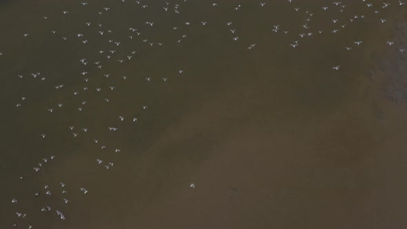 A flock of seagulls flying towards their resting place in the water at a beach in europe