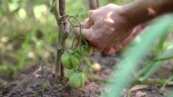 Gardener harvesting organic tomatoes in summer garden