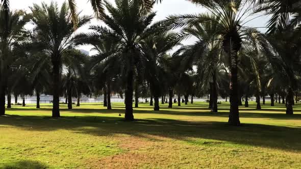 Walking through the palm tree plantation in downtown Dubai. Camera motion.