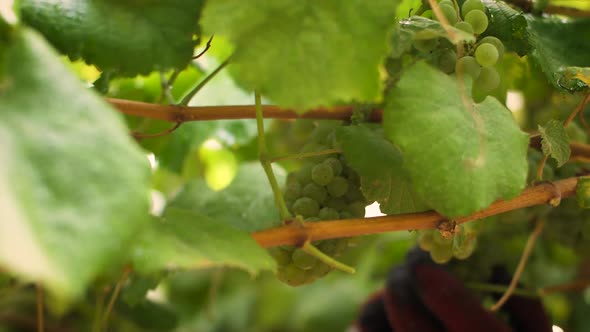 Detail of a bunch of wine grapes and hands in the background harvest