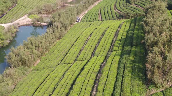 Tea plantation in mountain