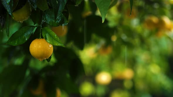 Close up shot of lemon tree in the rain. More lemons in background are blurred.