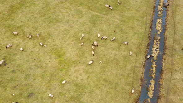 Wild Cows With Young Calfs and Heck Cattle Konik Horses and Foals Grazing 4K Dron Shot