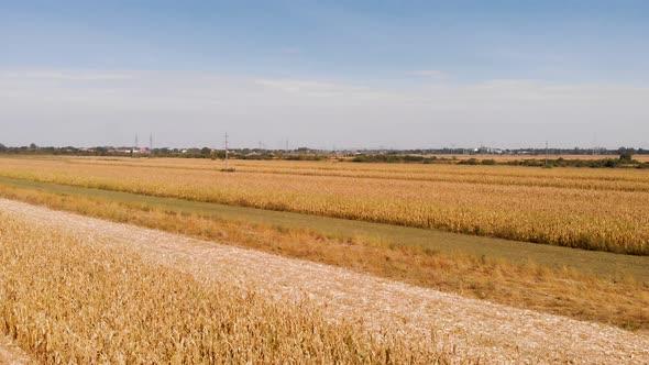 Aerial footage with agriculture concept of corn fields in foreground and the background.