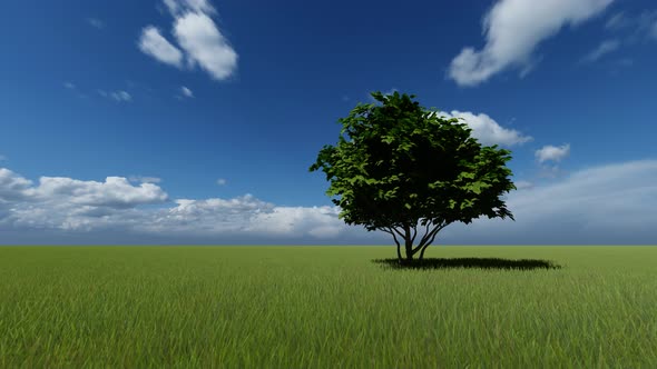 One Tree in a Green Meadow alt