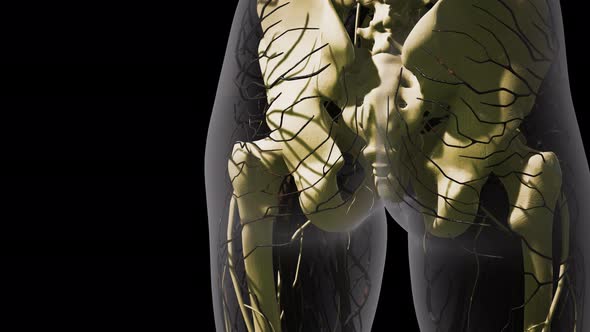 Science Anatomy of Human Blood Vessels alt